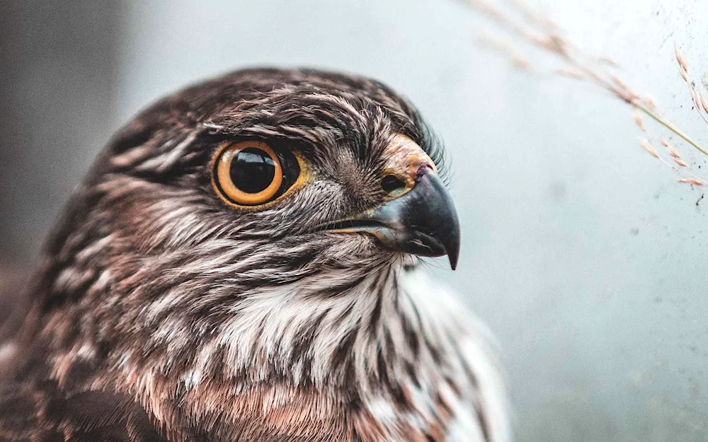 Kestrel hawk Falcon kestrel