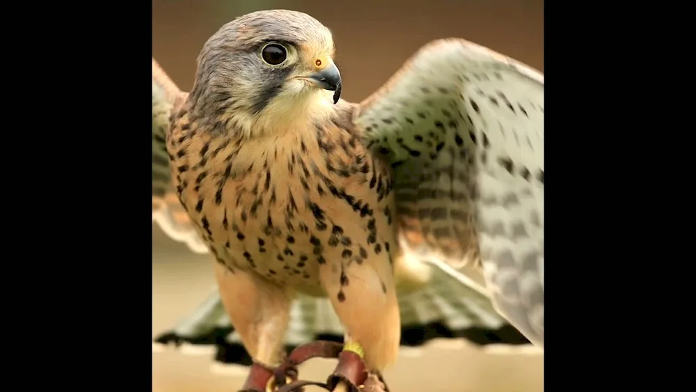 Eagle Falcon hawk Peregrine falcon