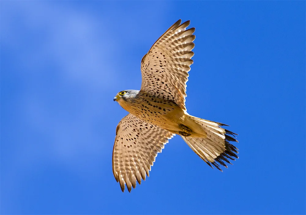 Falcon Kestrel