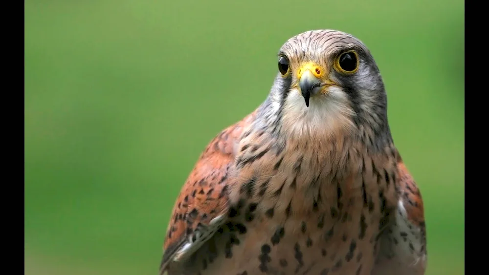 Falcon Kestrel Steppe