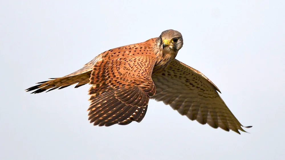Kestrel falcon
