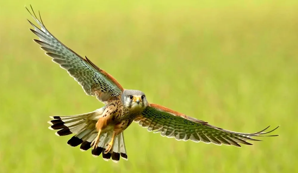 Kestrel falcon