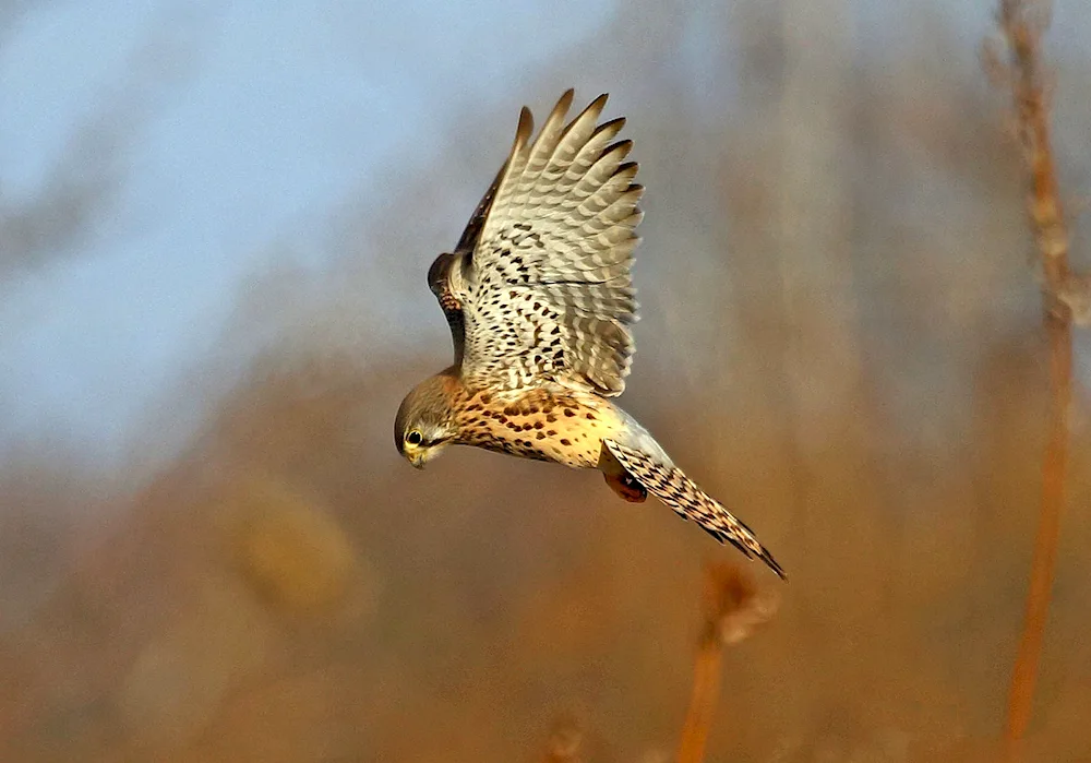 Kestrel flight