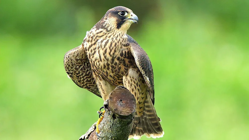 Birds of Tatarstan