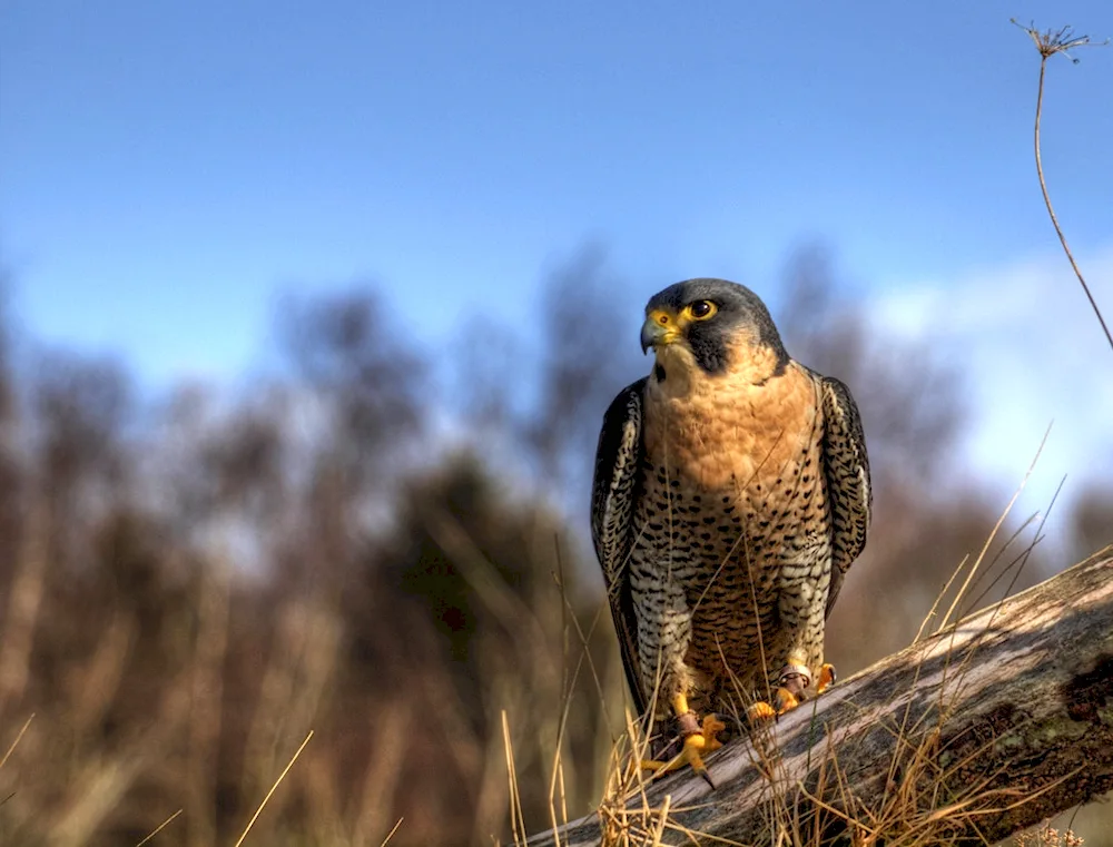 Peacock Falcon