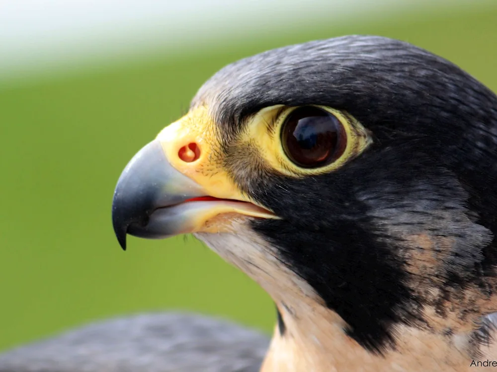 Peregrine Falcon