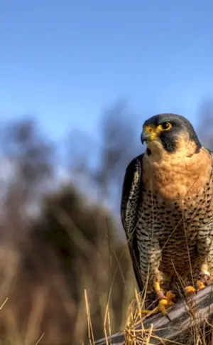 Peregrine Falcon