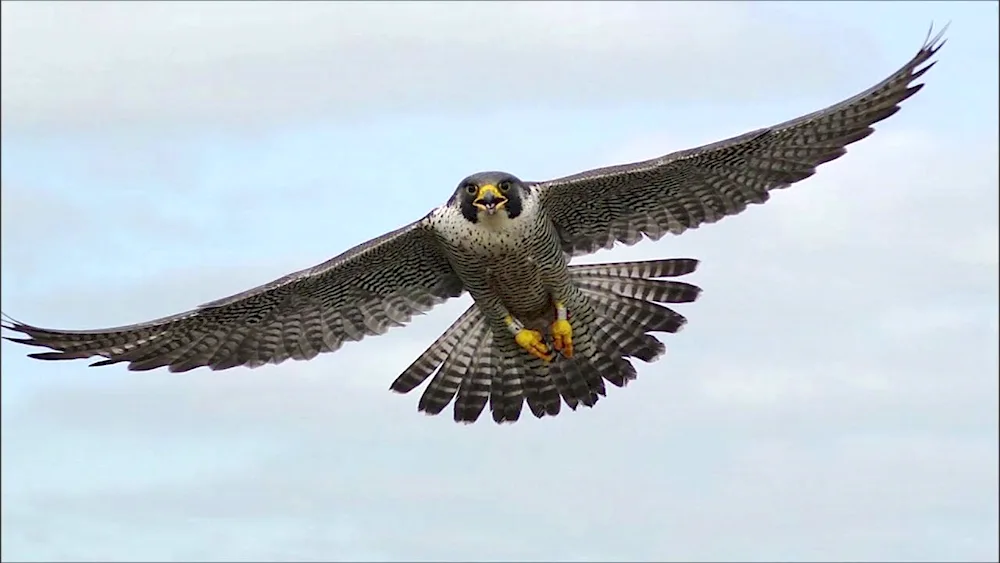 Peregrine falcon female