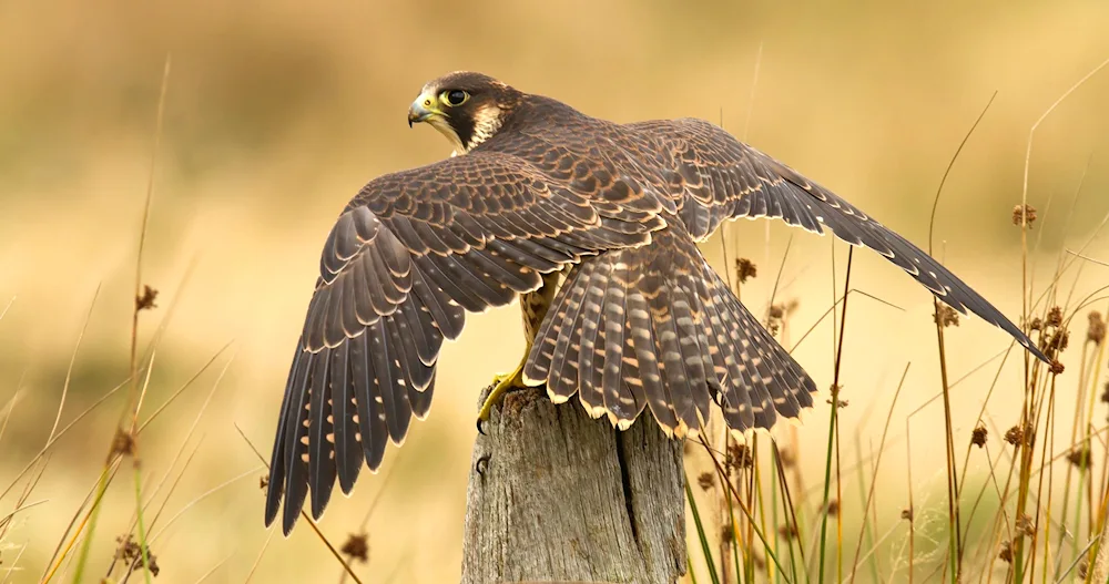 Peregrine falcon female