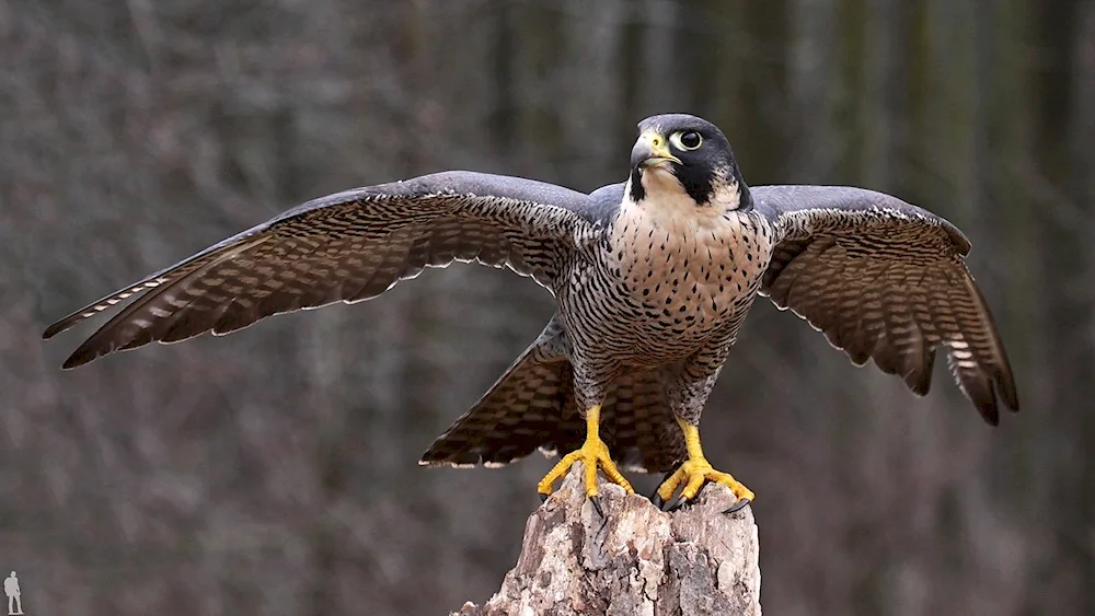 Peregrine falcon female. bird