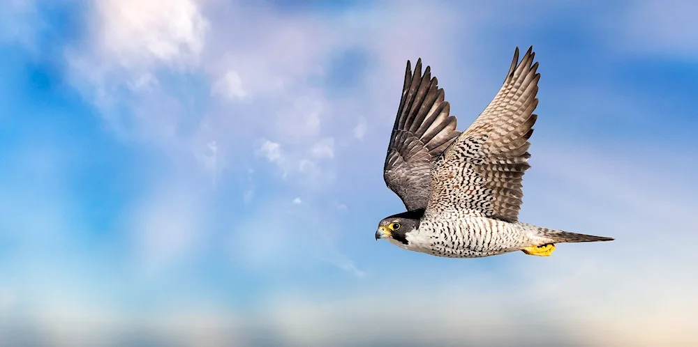 Falcon Peregrine falcon dive