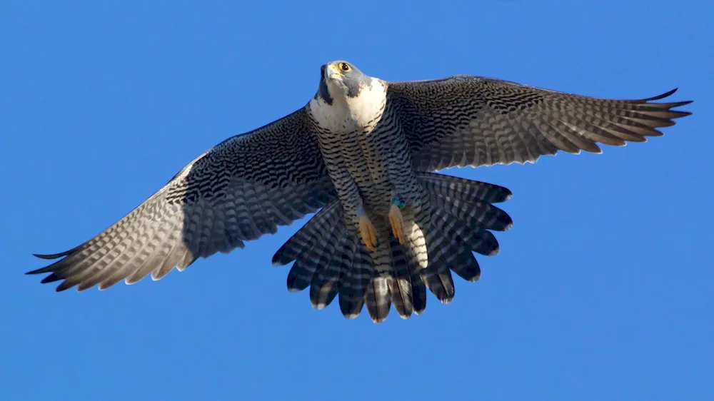 Peregrine falcon bird