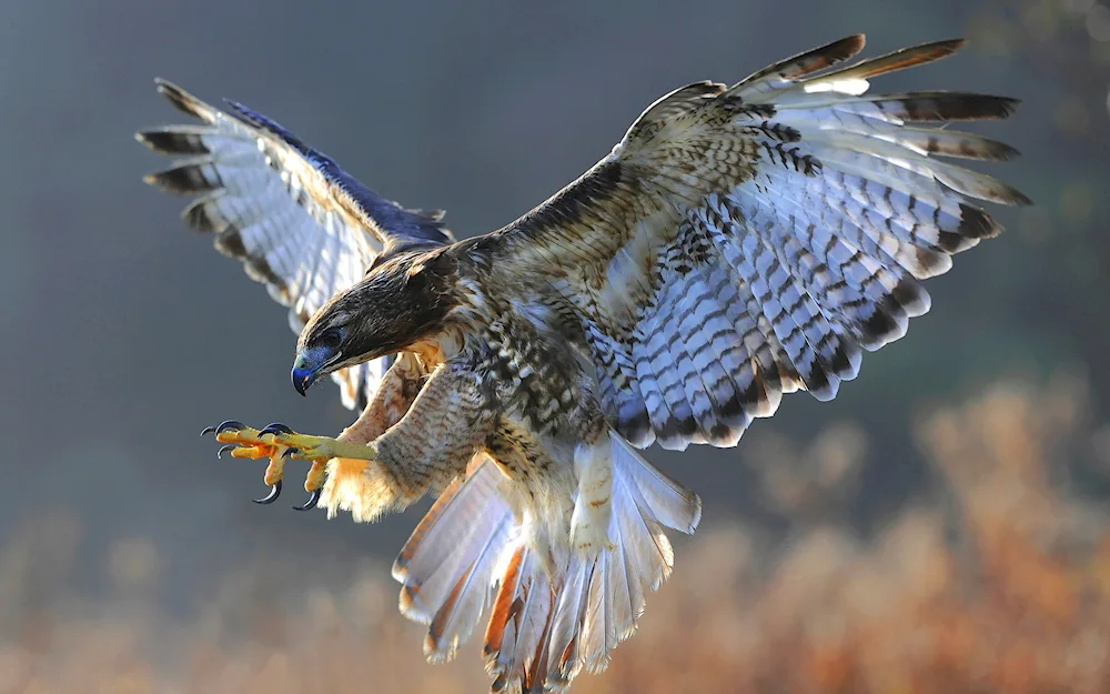 Falcon Peregrine Falcon and Grouse hawk