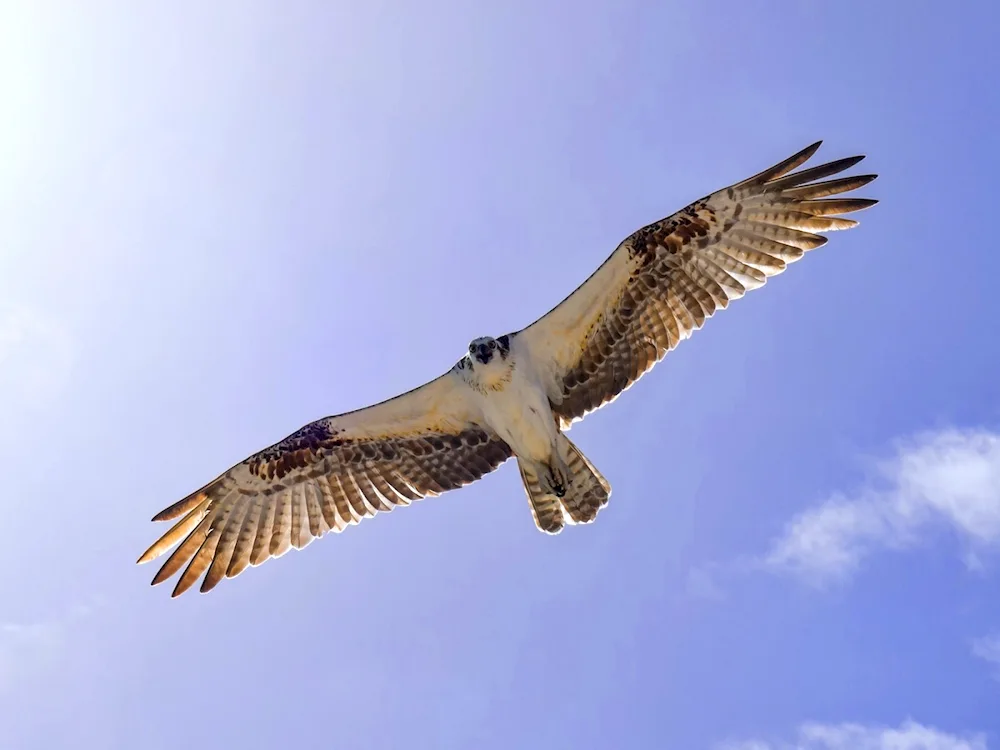 Falcon Peregrine Falcon Korshun hawk