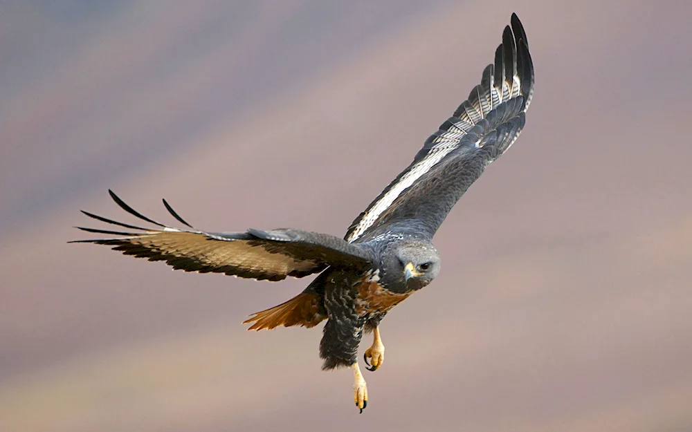 Bird in flight