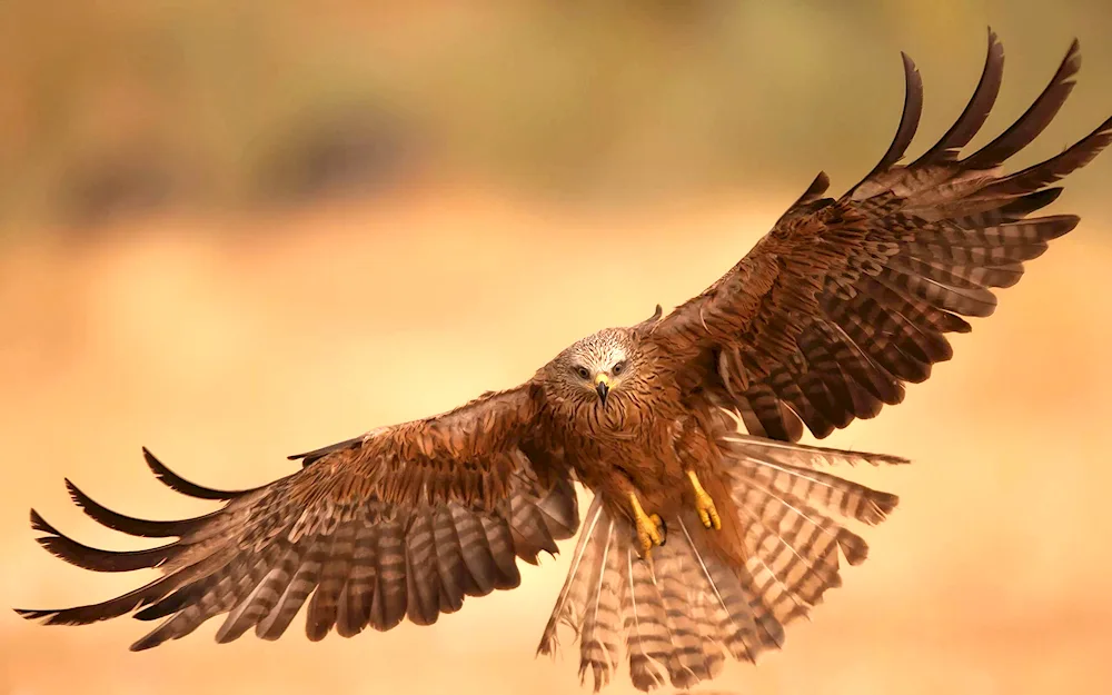 Birds of prey eagle Berkut