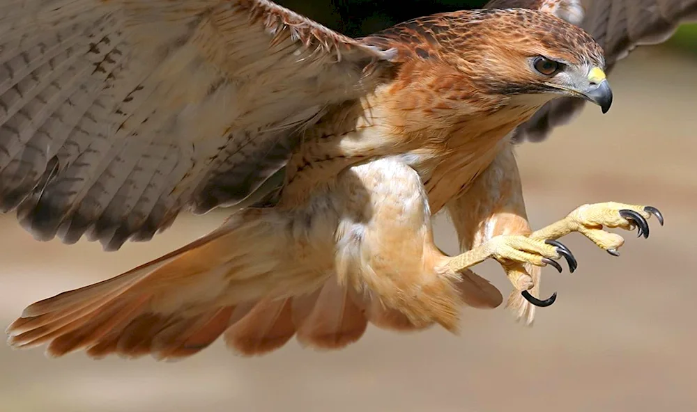 Peregrine falcon hawk Korshun