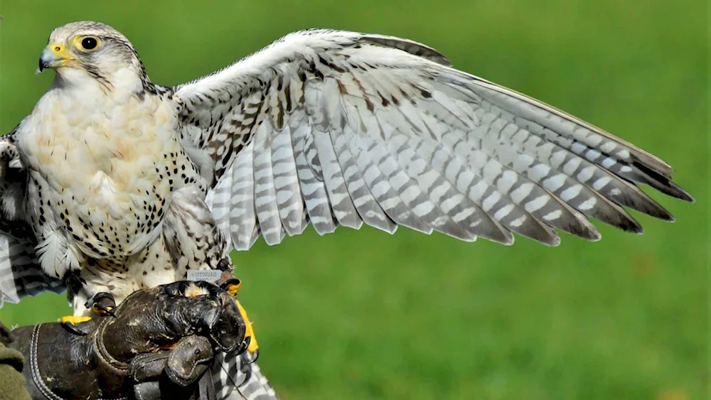 Polar Albino Owl