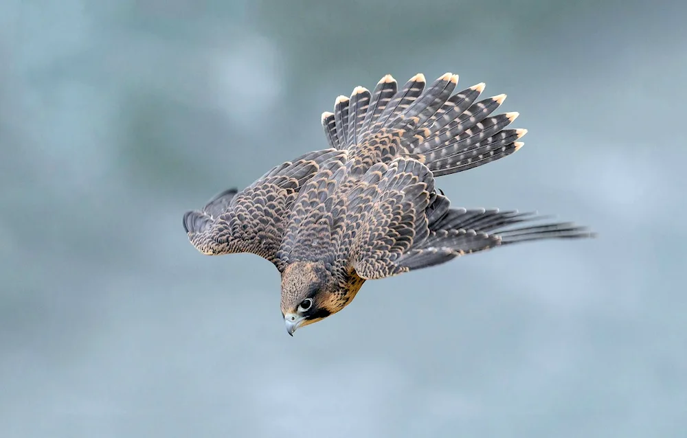 Peregrine falcon bird