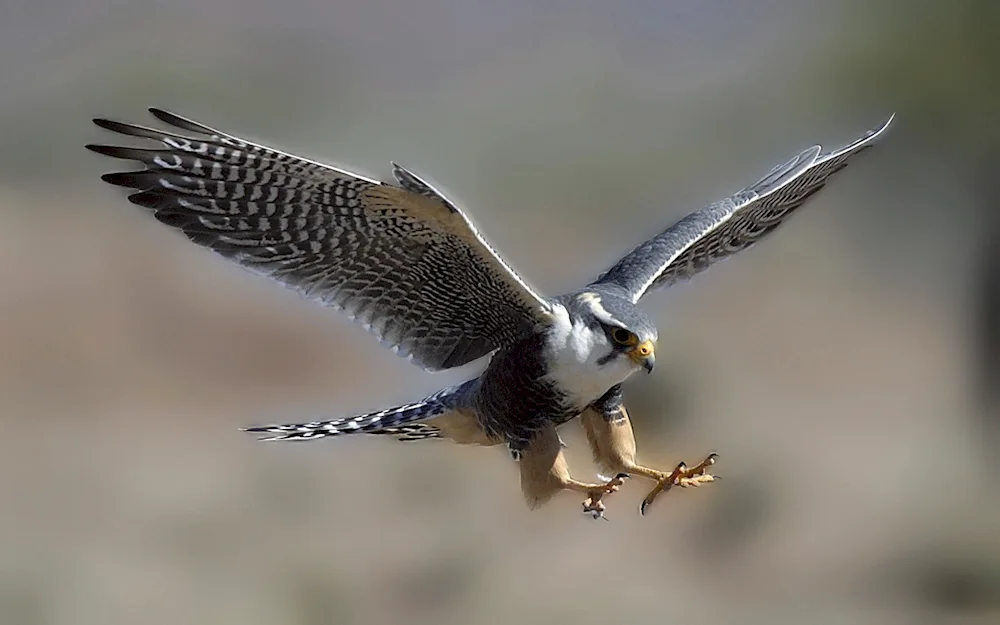 Falcon Peregrine falcon in the tundra