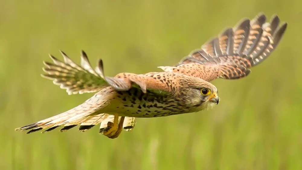 Peregrine Falcon Kestrel hawk Korshun