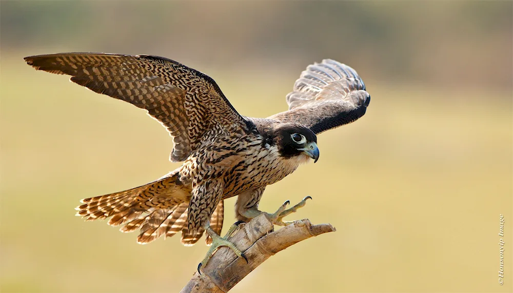 Peregrine falcon female