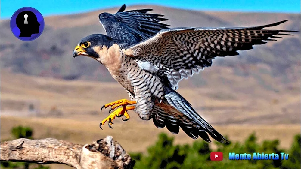 Peregrine Falcon