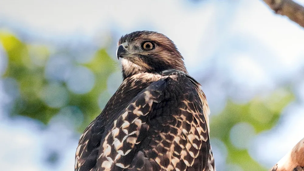 Falconiformes