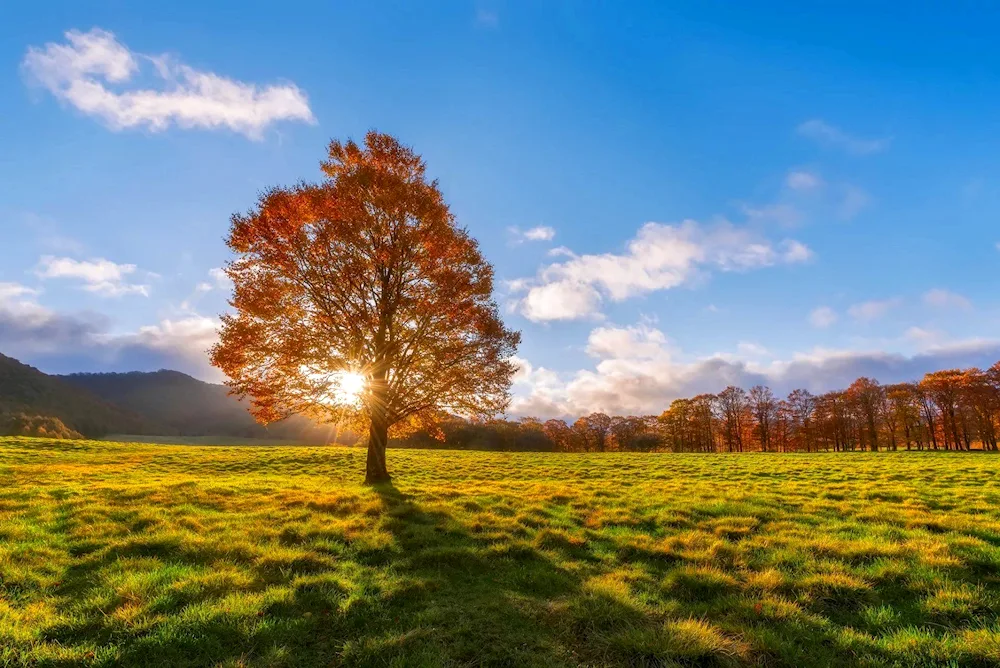 Autumn tree