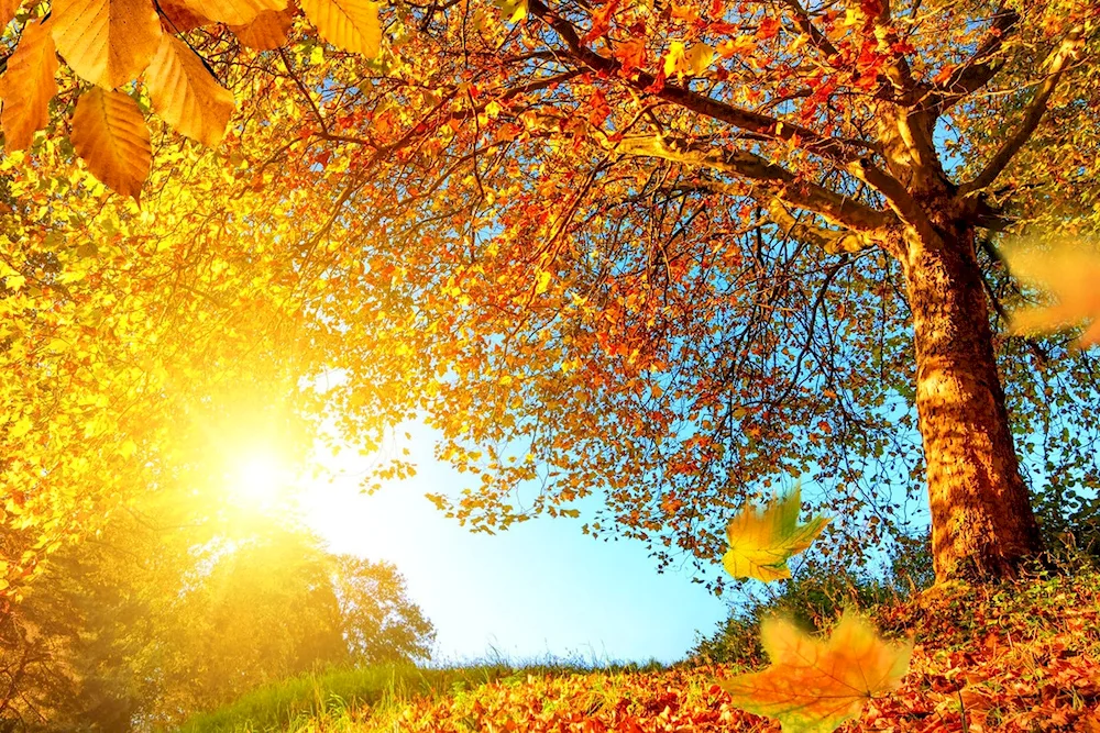 Sunny autumn