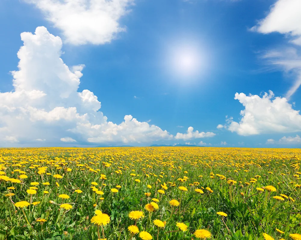 Dandelion Field