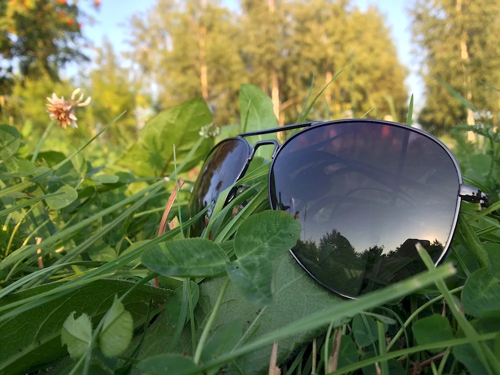 Sunflower in sunglasses