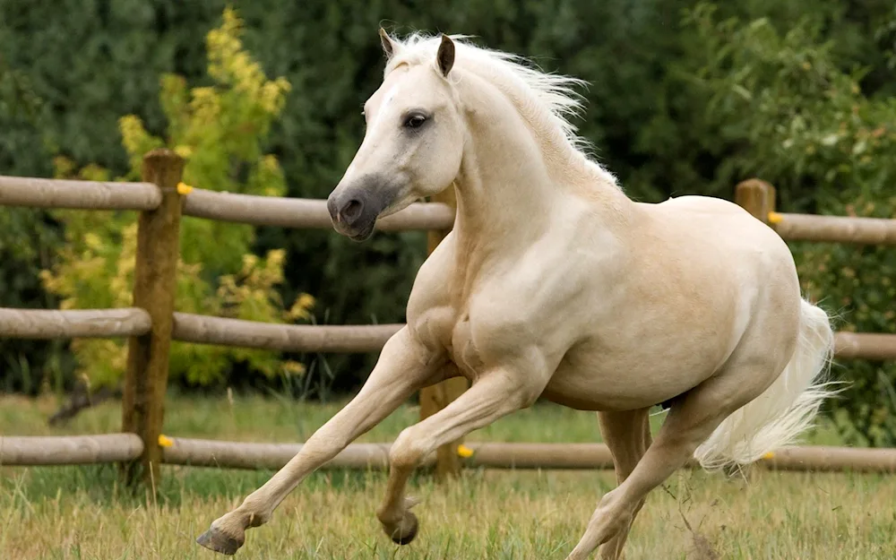 Salt colour Mustang