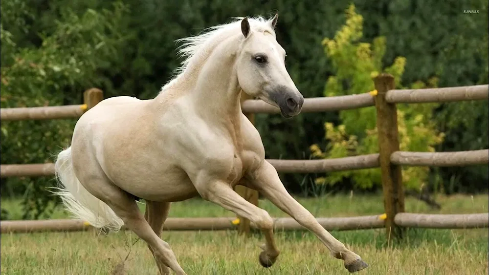 Salt colour Mustang