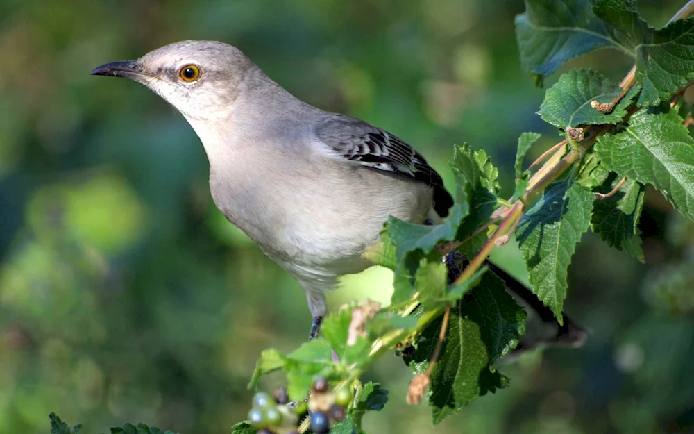 Mockingbird mockingbird