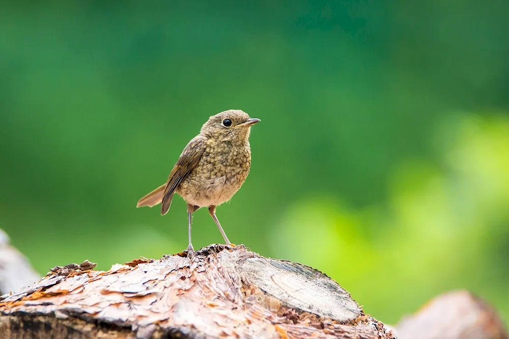 Young birds birds