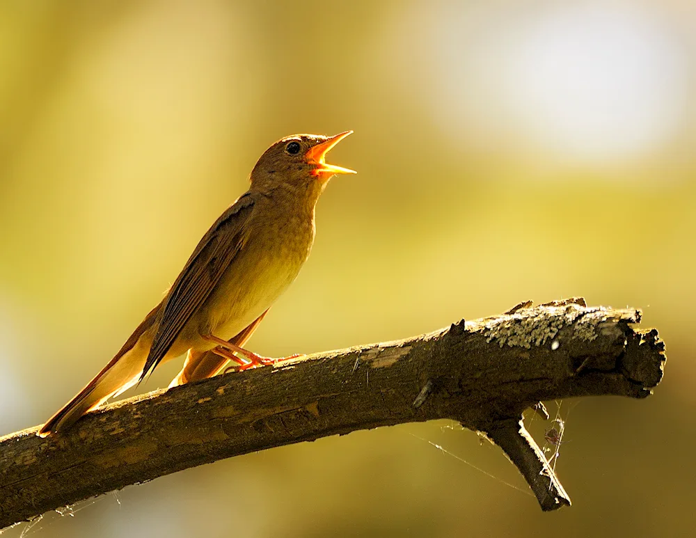 Nightingale warbler