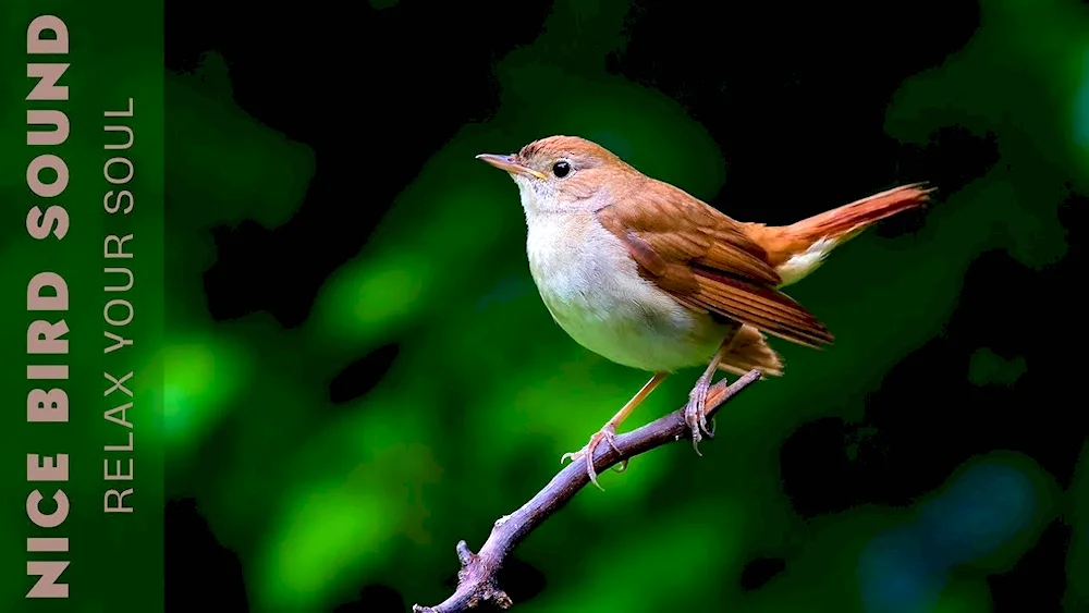 Nightingale Songbird