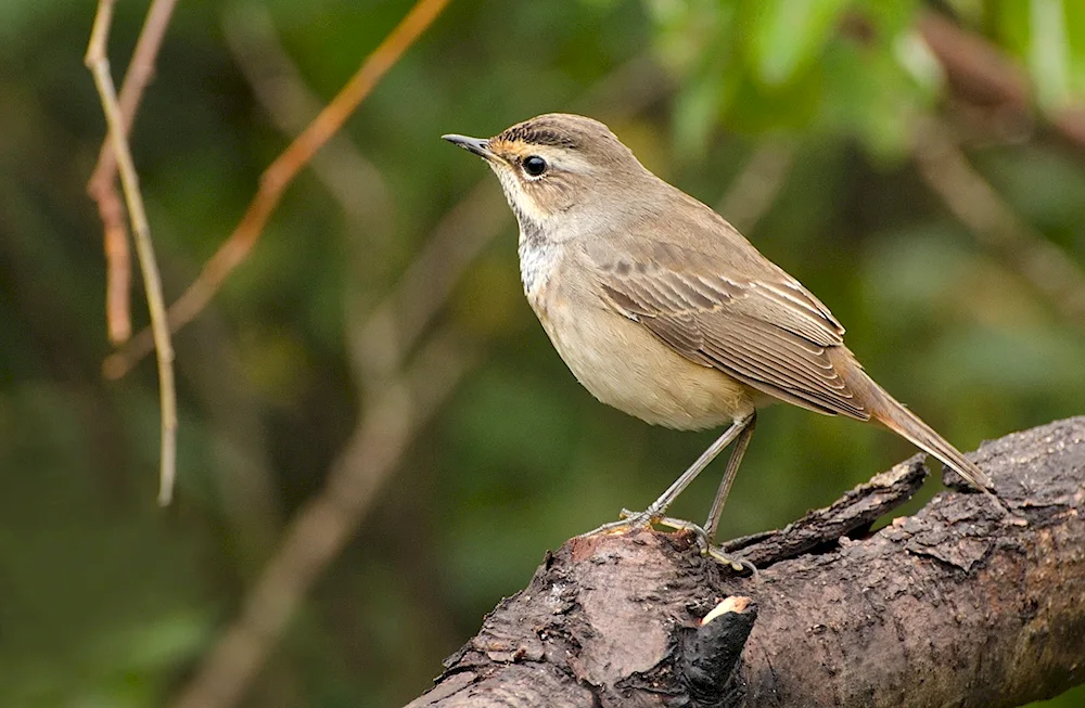 Luscinia megarhynchos