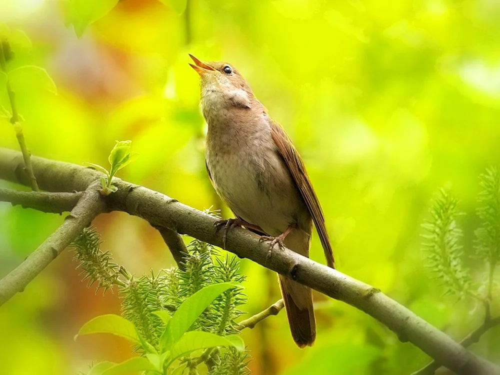 Nightingale warbler