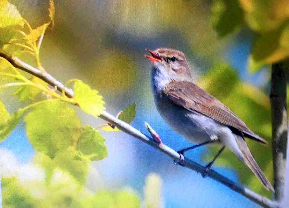 Spring birds