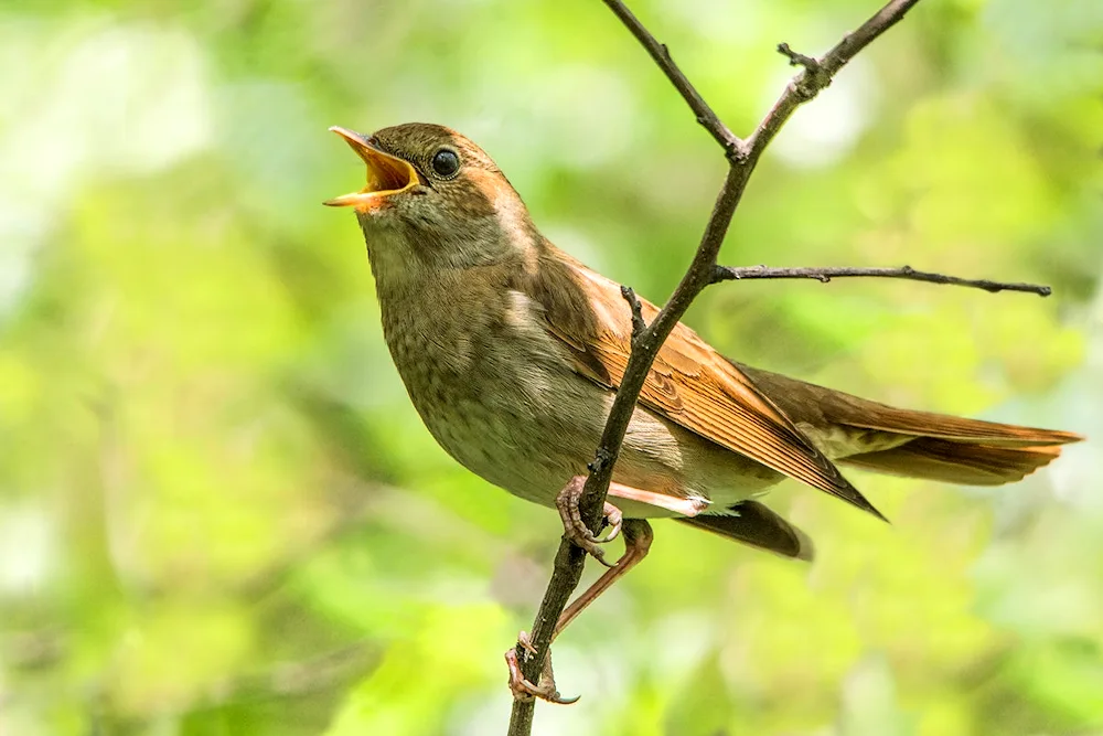 Nightingale songbirds