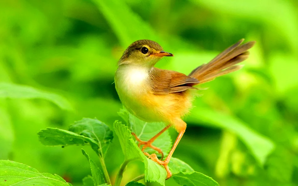 Raspberry Warbler