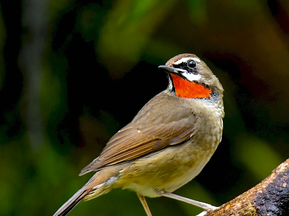 Nightingale warbler