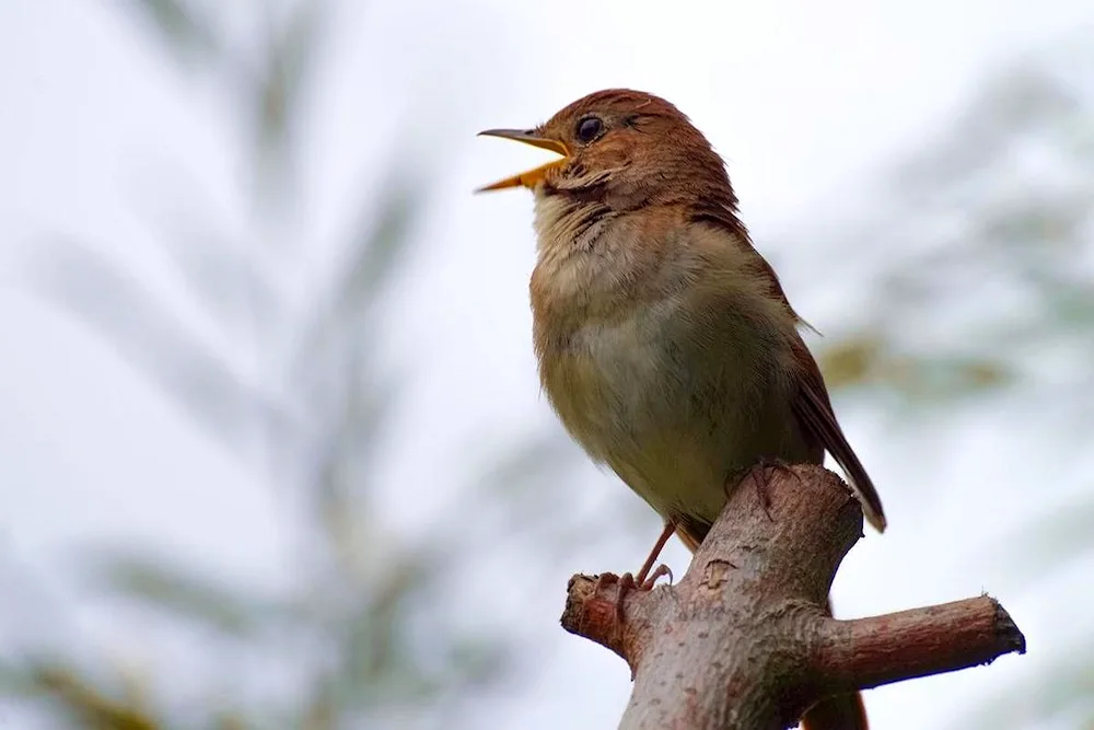 Common Nightingale. Nightingale