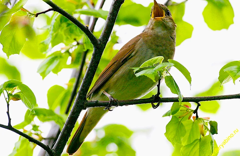 Nightingale songbirds