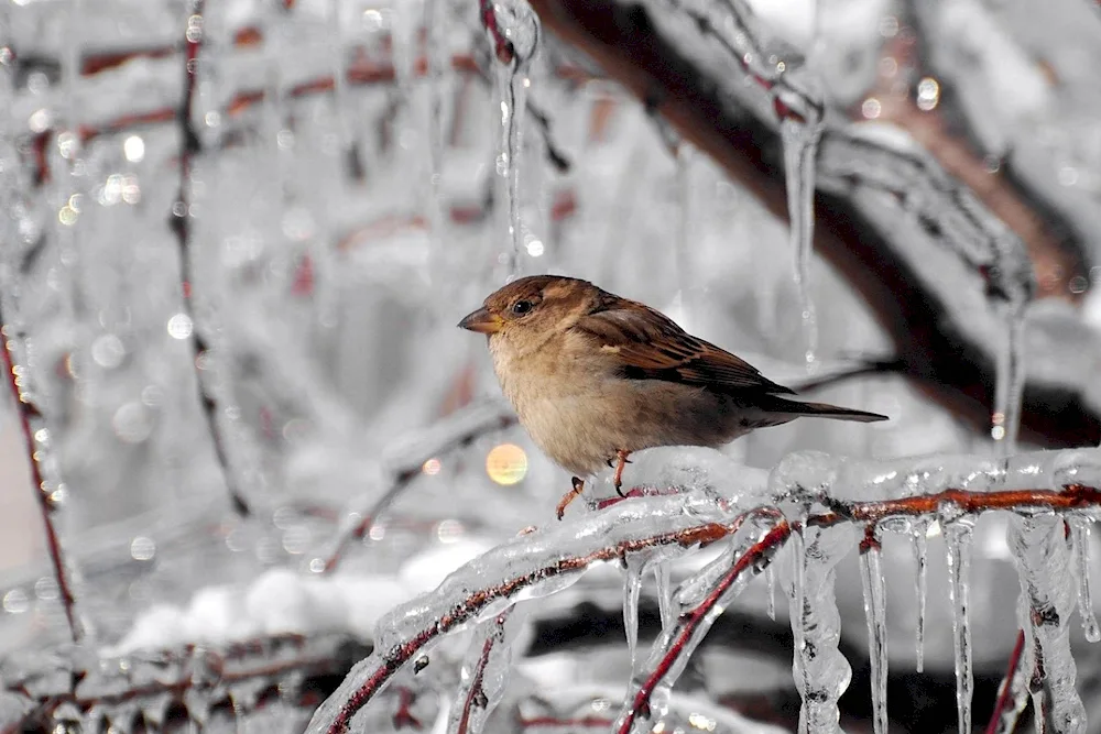 Bird feeder for birds