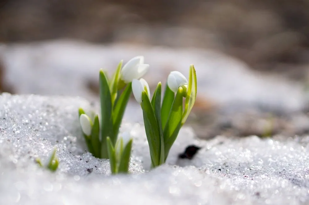 Solovyova snowdrop