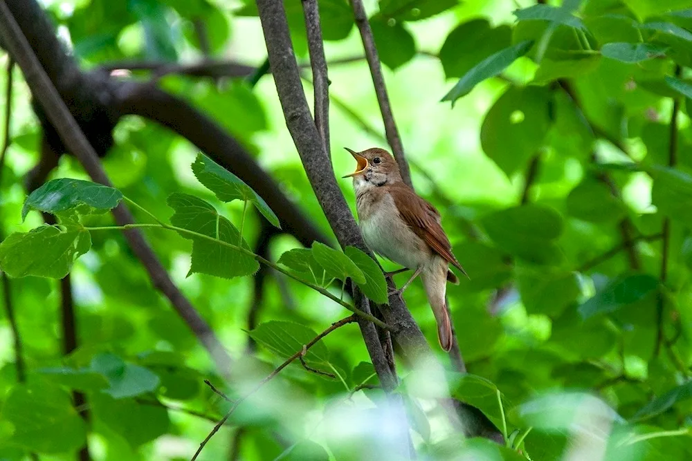 Nightingale warbler