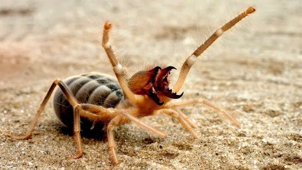 The Siberian spider Siberian spider